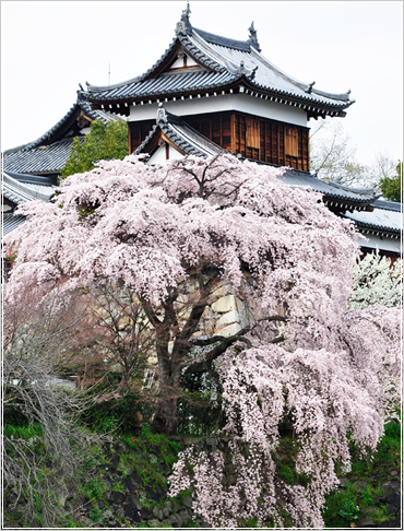 郡山城址と枝垂桜の写真