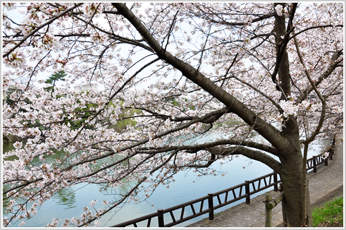 郡山城址の桜の写真