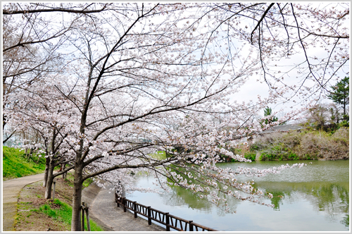郡山城址の桜の写真