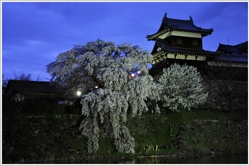 郡山城址の夜桜の写真