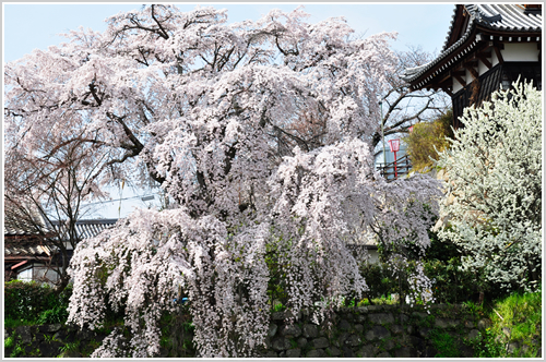 郡山城址の桜の写真