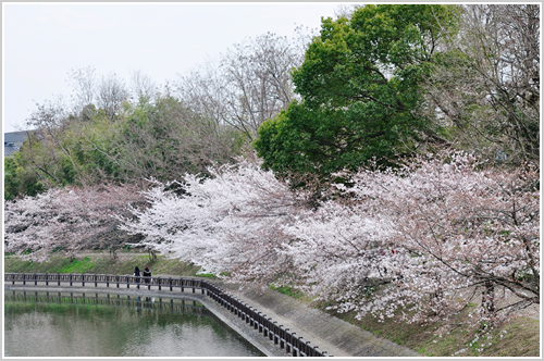 郡山城址の桜の写真