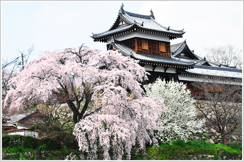 郡山城址の桜の写真